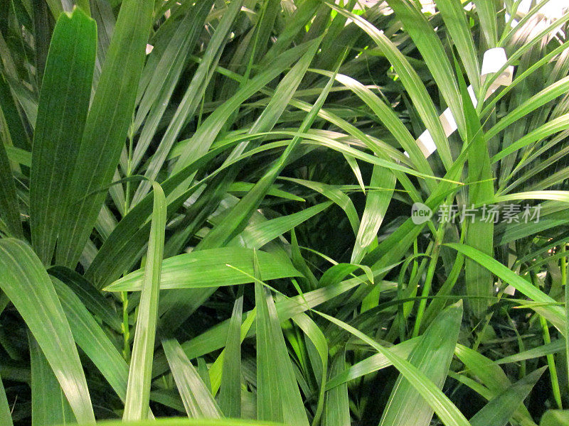 盆景绿色槟榔棕榈叶/叶/黄金菊室内植物形象
